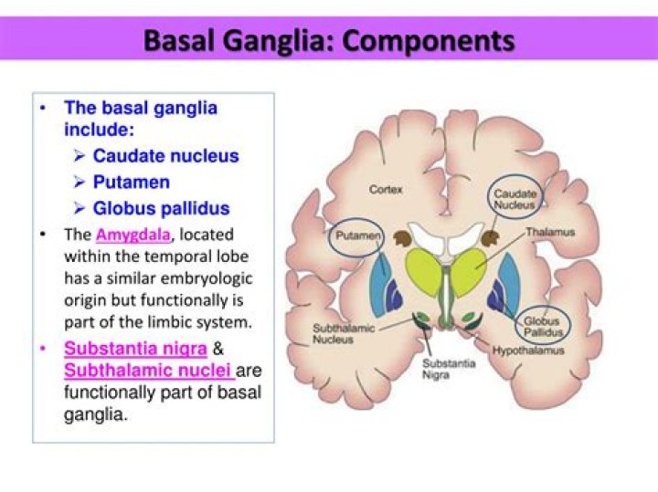 What is the basal ganglia responsible for