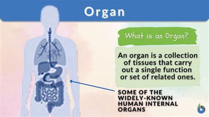 What is the best definition of an organ