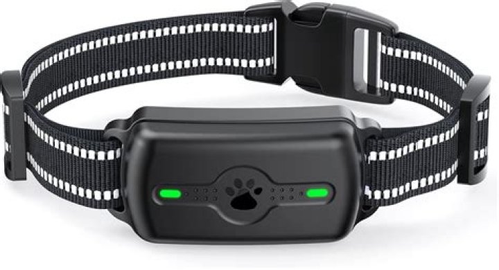 What is the best electric dog training collar