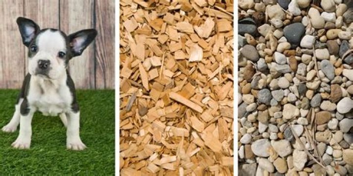 What is the best ground cover for a dog run