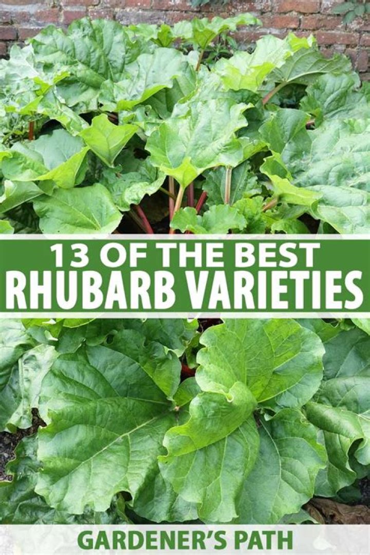 What is the best rhubarb variety