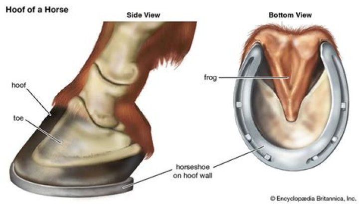 What is the bottom of a horse front hoof called
