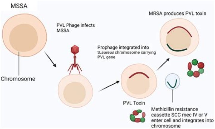 What is the chain of transmission for MRSA