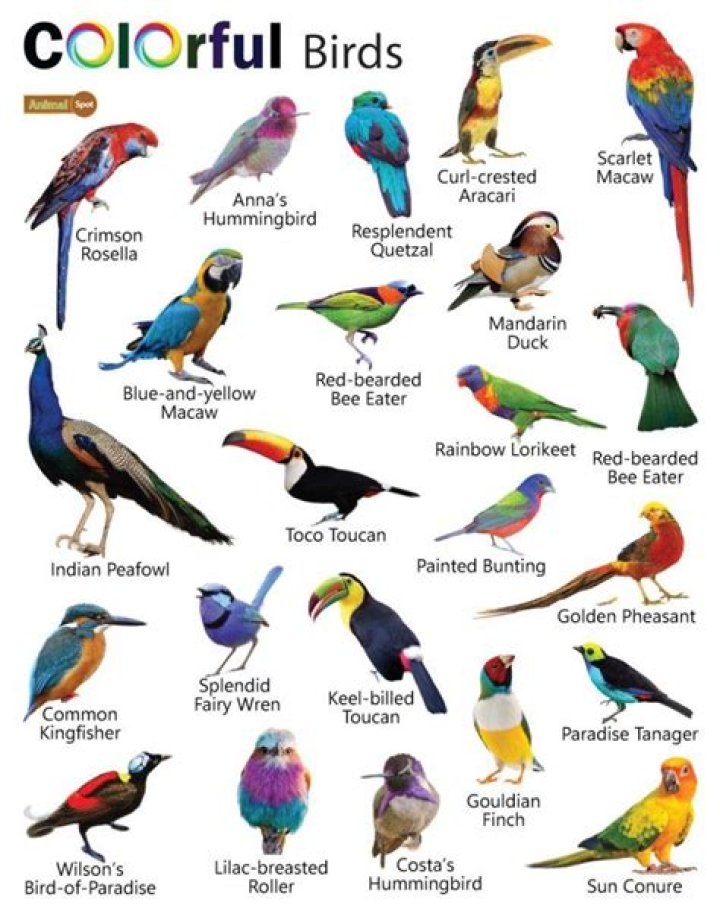 What is the colorful bird called