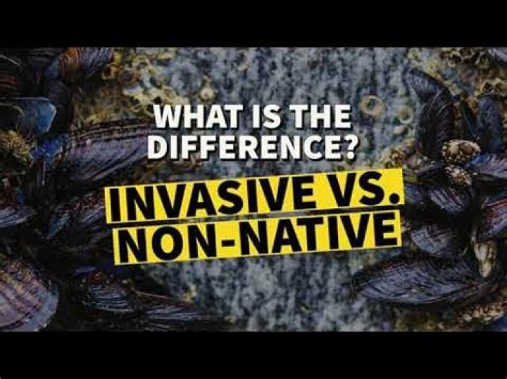 What is the difference between a non native species and an invasive species