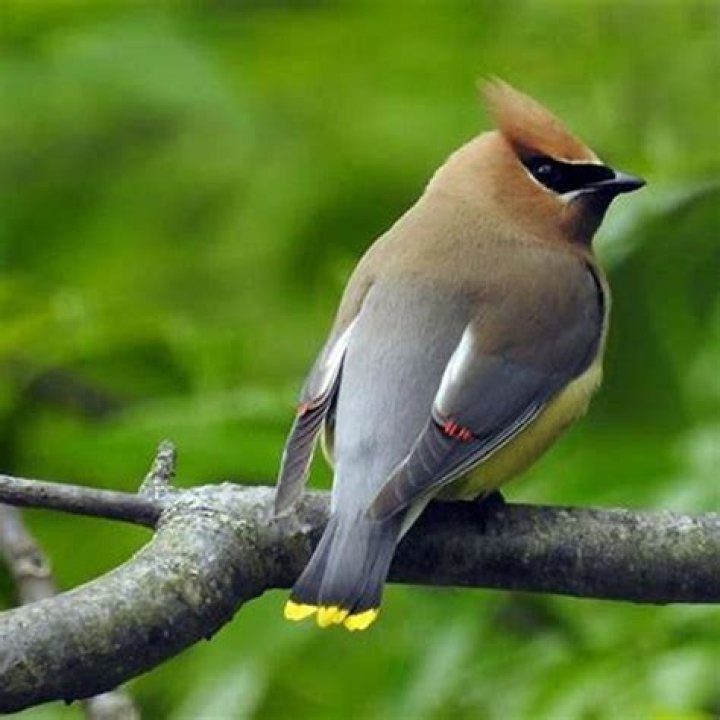 What is the difference between Cedar and Bohemian waxwings