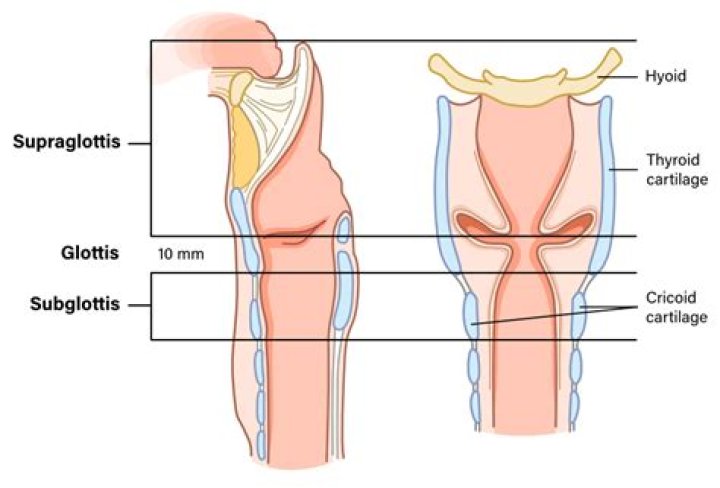 What is the difference between glottis and Rima Glottidis