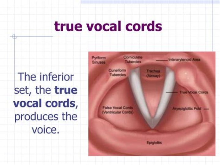 What is the difference between true and false vocal cords