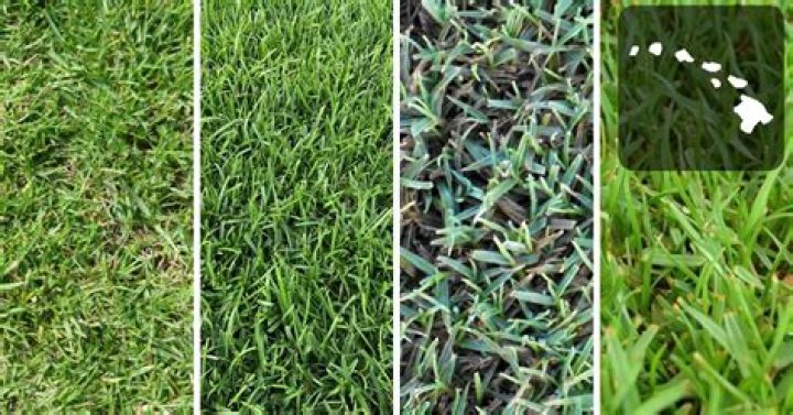 What is the easiest type of grass to grow