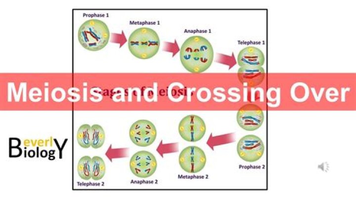 What is the end result of crossing over during meiosis