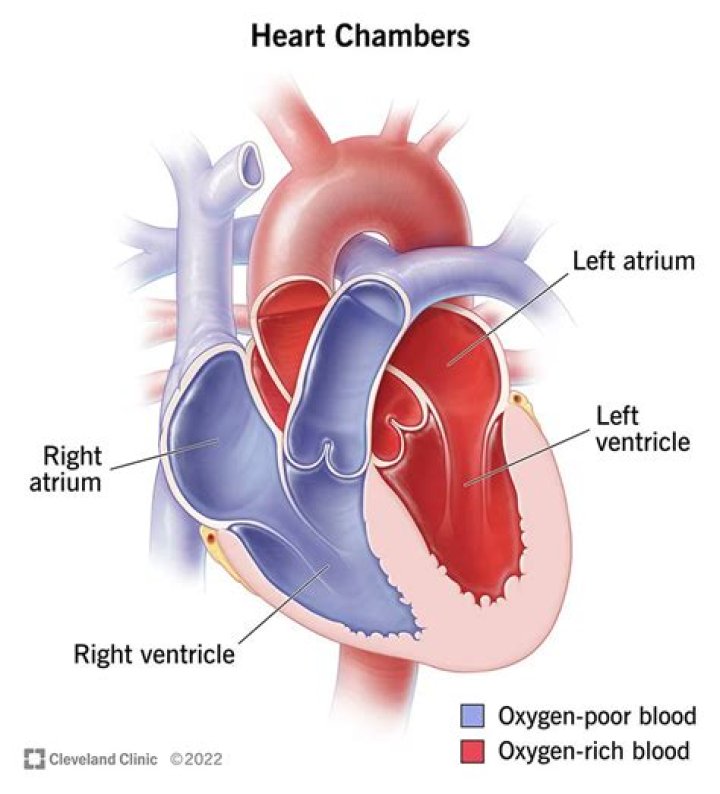 What is the function of anterior chamber