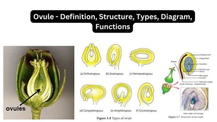 What is the function of ovule in flower