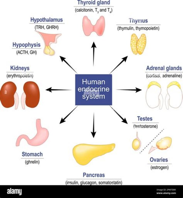What is the function of the endocrine system