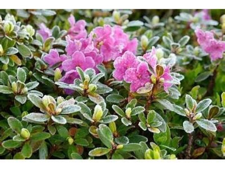 What is the hardiest azalea