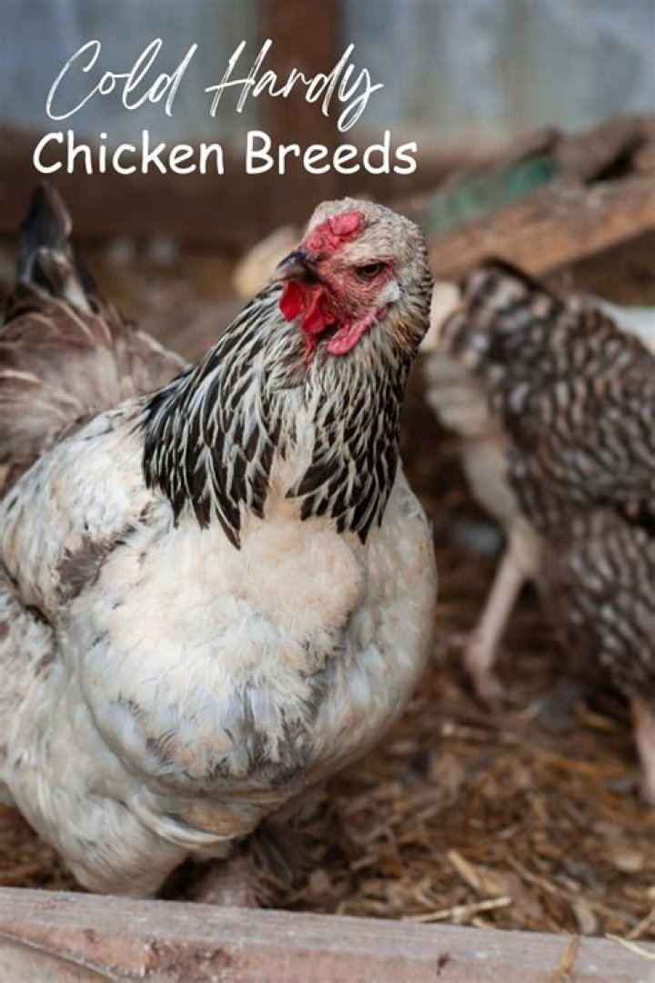 What is the hardiest chicken breed