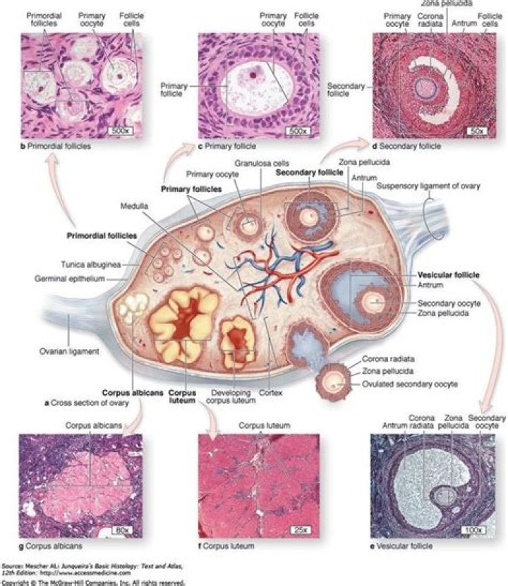 What is the histological structure of ovary