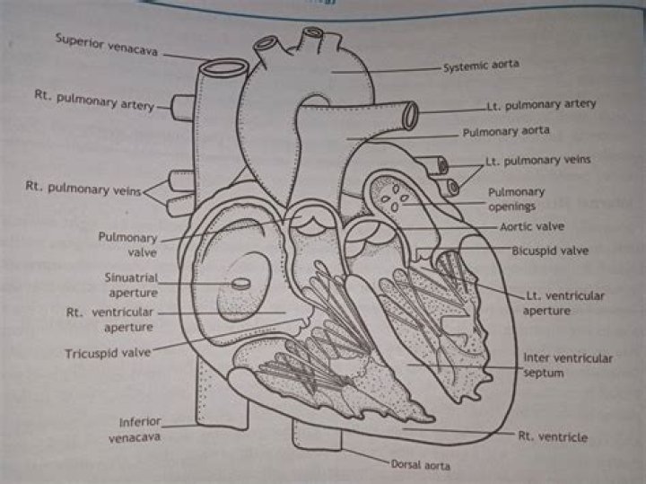What is the interior part of the heart