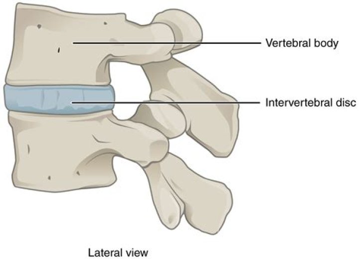What is the intervertebral disc made of