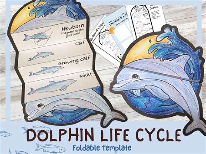 What is the life cycle of a dolphin
