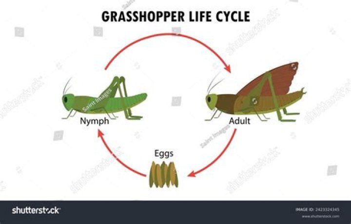 What is the life cycle of a grasshopper