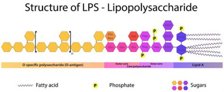 What is the lipopolysaccharide layer