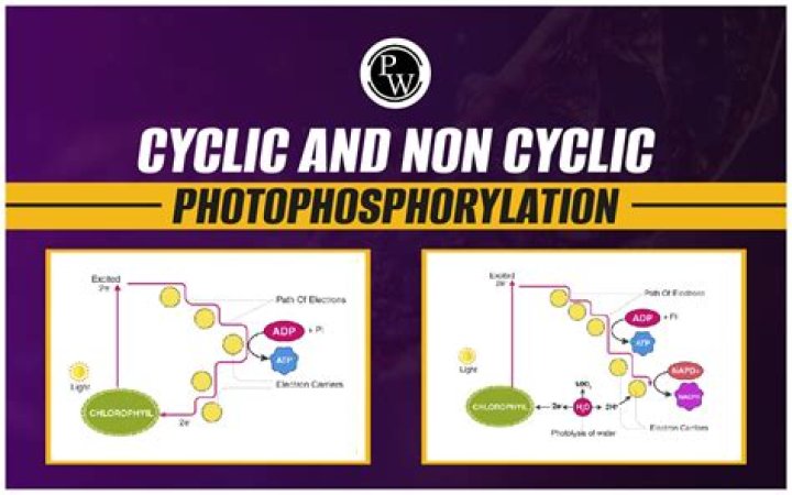What is the main difference between cyclic and noncyclic Photophosphorylation