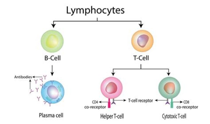 What is the major role of B lymphocytes quizlet