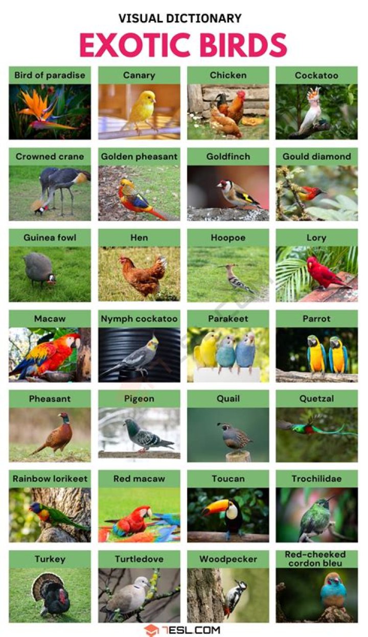 What is the meaning of exotic species of birds