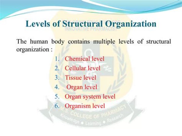 What is the most basic level of structural organization of the body