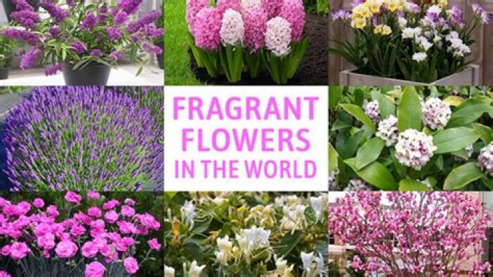 What is the most fragrant flower in the world