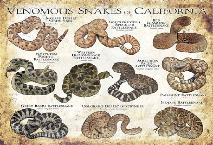 What is the most venomous snake in California