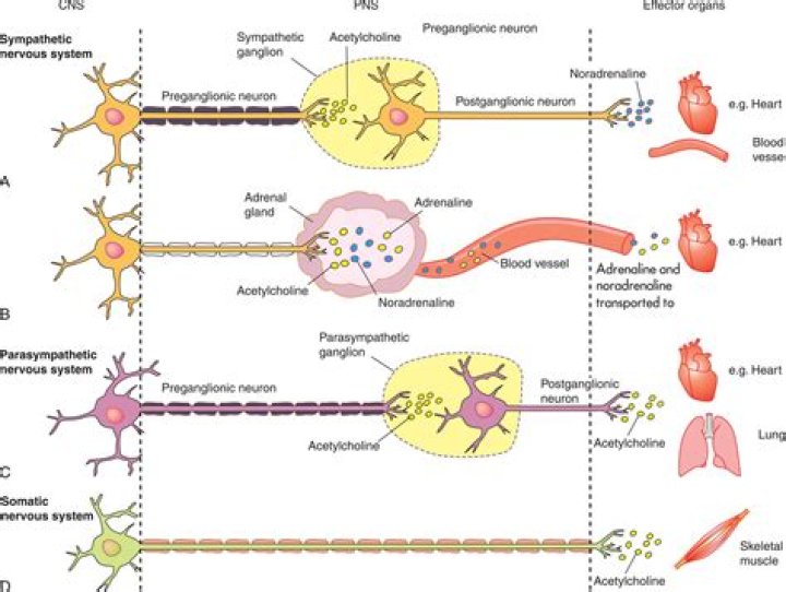 What is the neurotransmitter used in the parasympathetic nervous system