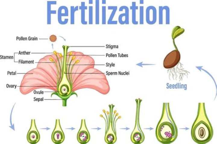 What is the order of events for fertilization