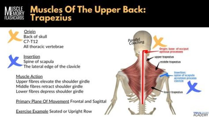 What is the origin of the trapezius muscle