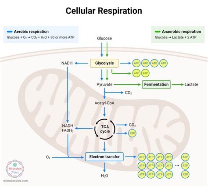 What is the pathway of electrons in cellular respiration