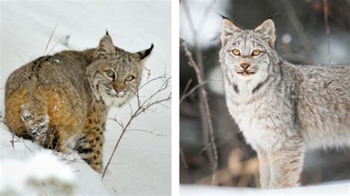 What is the relationship between lynx and hare