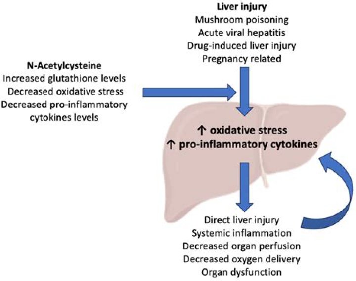 What is the role of acetylcysteine