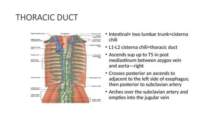 What is the role of the thoracic duct