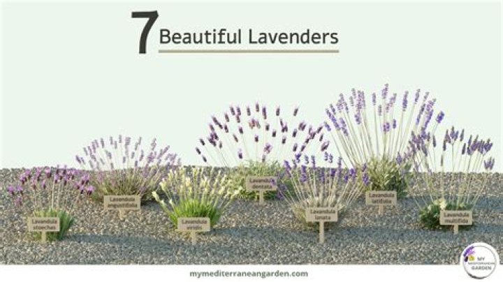 What is the scientific name for lavender