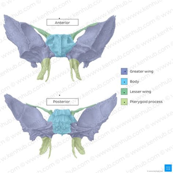 What is the sella turcica in sphenoid bone