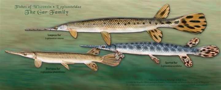 What is the smallest gar fish