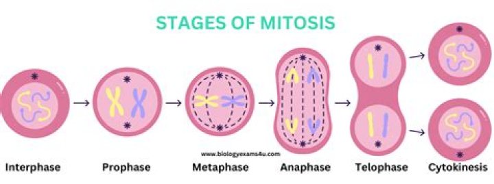 What is the stage of mitosis depicted