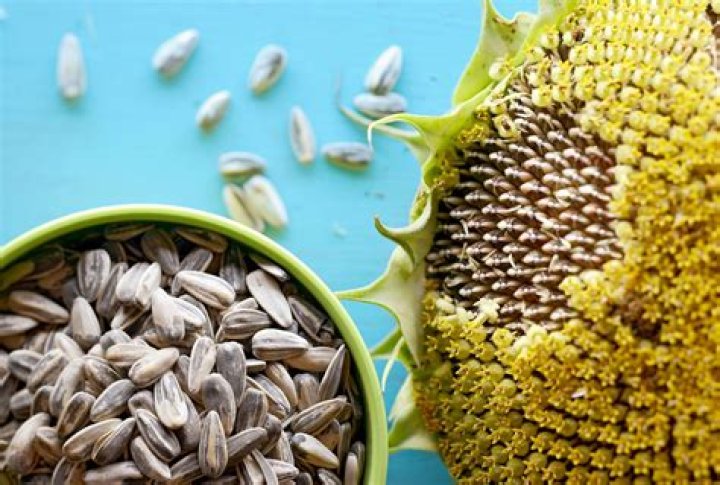 What is the use of sunflower seeds