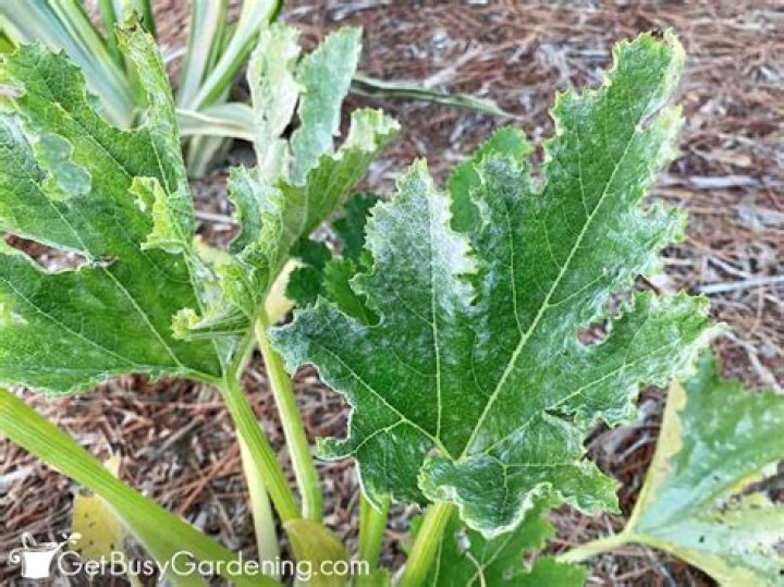 What is the white stuff on zucchini leaves