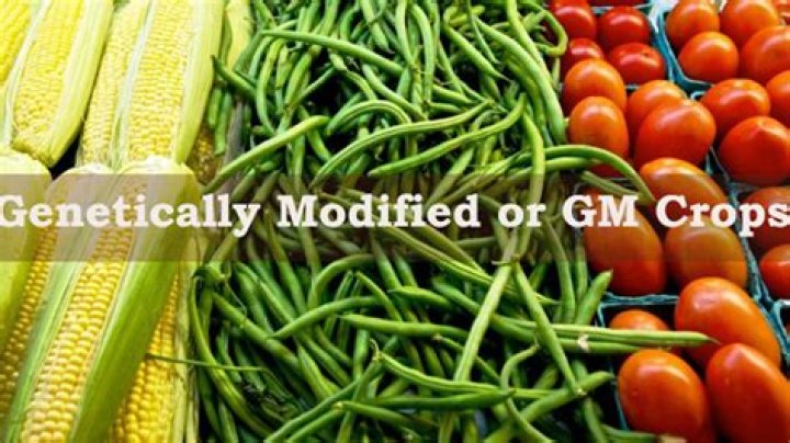 What is true of genetically modified crops