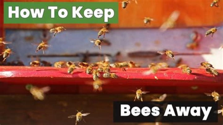 What Keeps Bees Away - How To Discuss