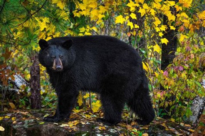 What kind of bears live in the deciduous forest