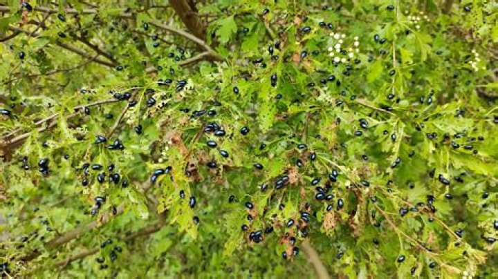 What kind of bugs live in trees