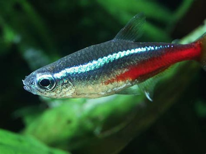 What kind of fish can you put in a saltwater tank