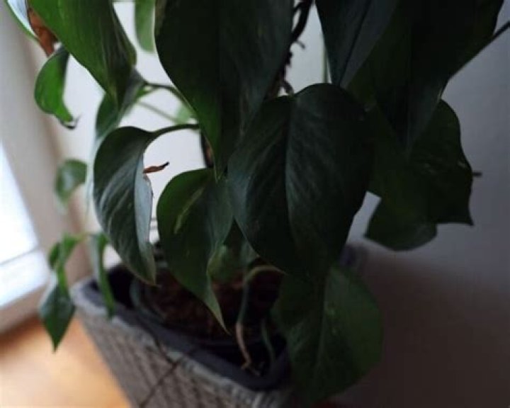 What kind of light does a philodendron need